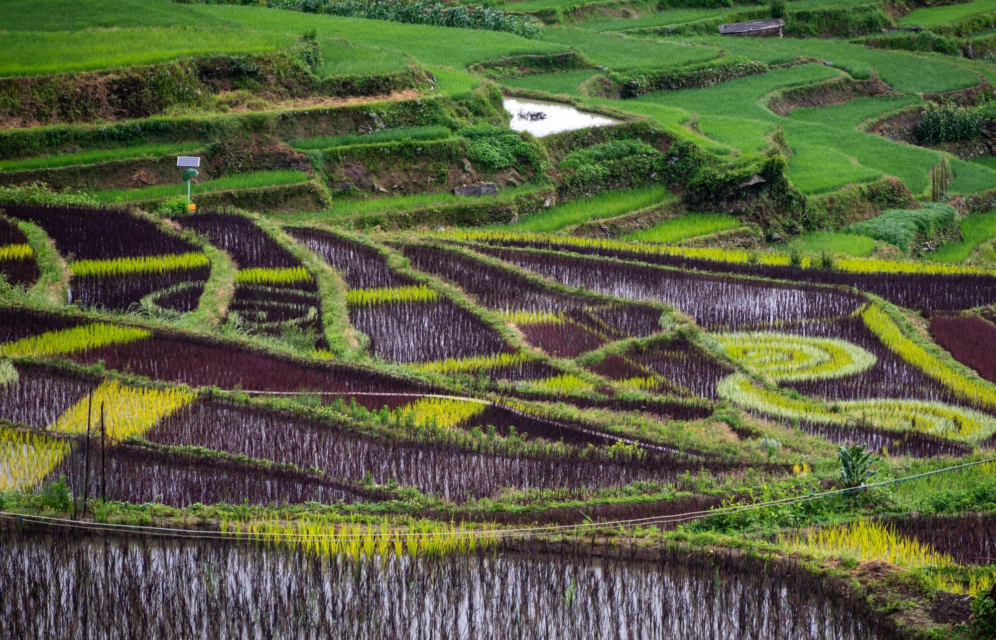 Flooded rice terraces in Yuanyang, Yunnan, planted in curved bands of purple and green seedlings